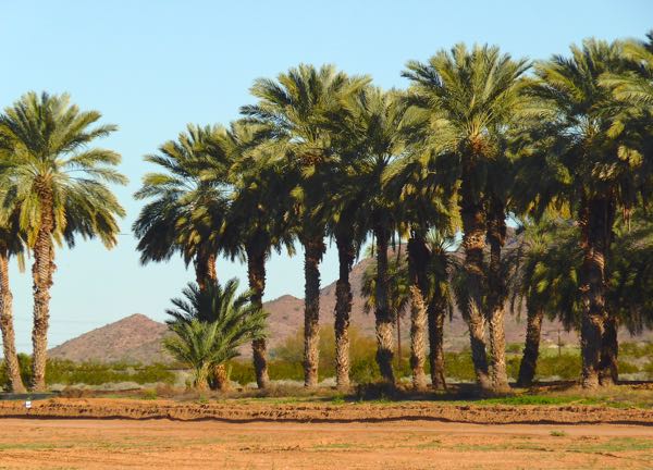 Date palm trees at Dateland