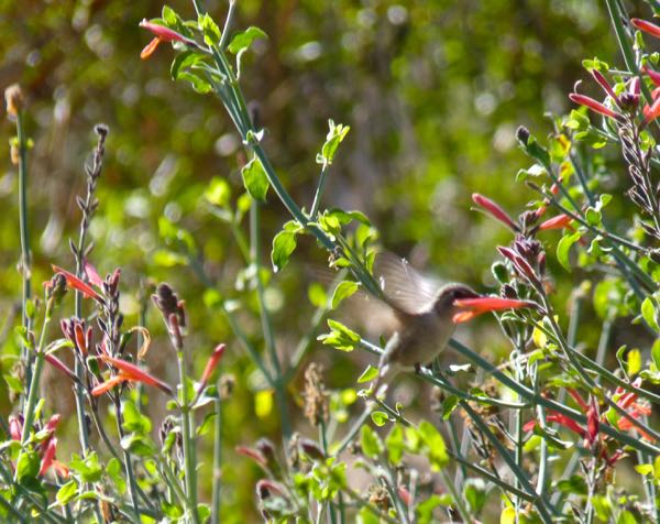 Hummingbird in a bush