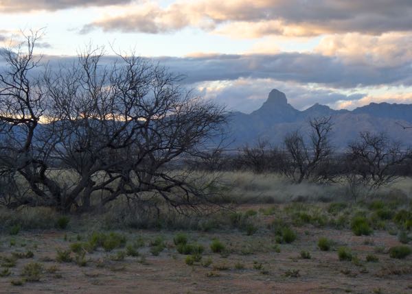 Mesquite trees with distant mountains