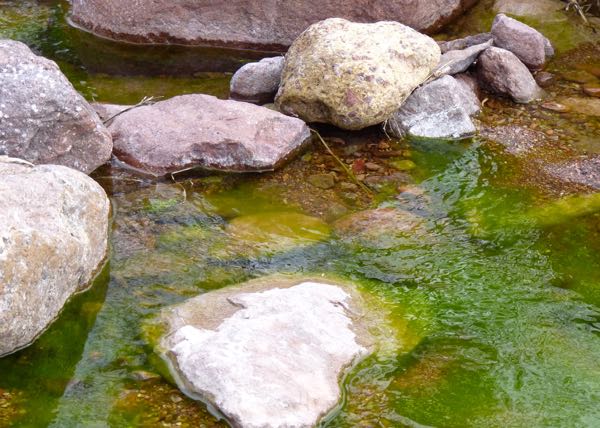 Rocks and green water