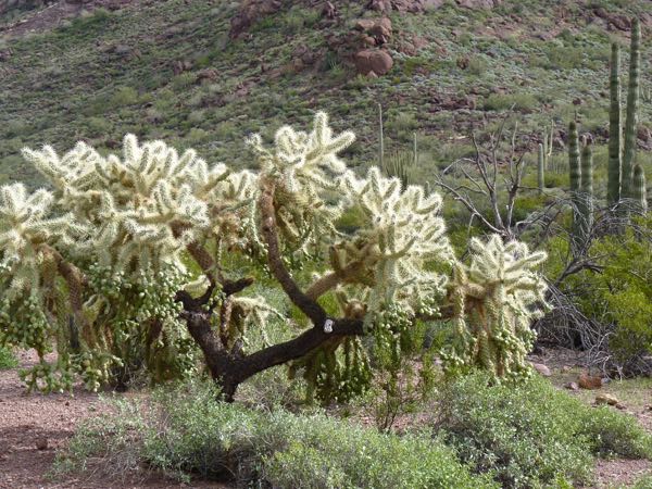Cholla and saguaro cacti