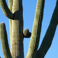 saguarowest