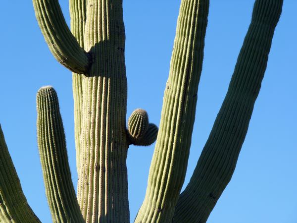 Close-up of saguaro cactus