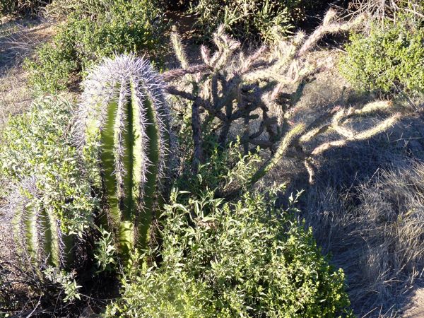 Desert cacti and plants