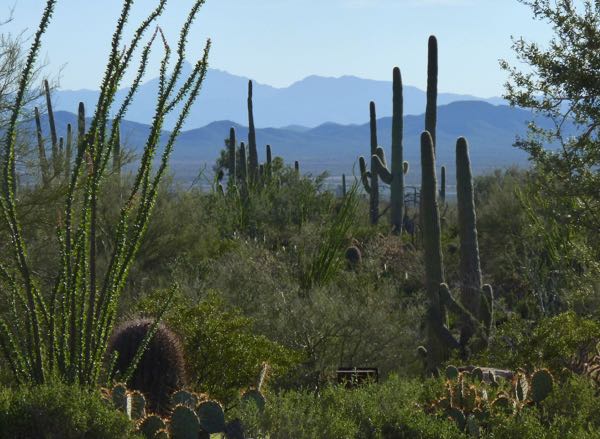 Cacti with distant mountains