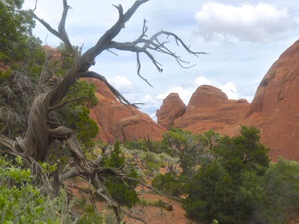 Dead tree and rock formations