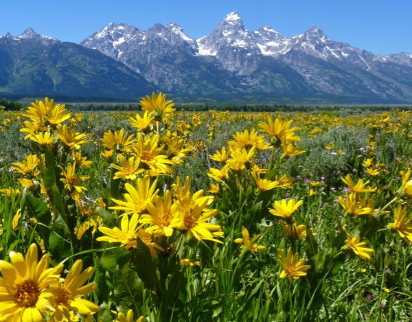 Flowers, mountains