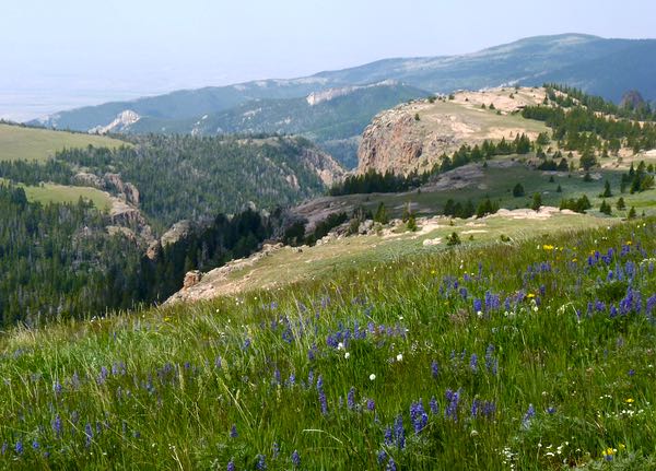 Hills, mountains, wildflowers