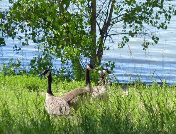 Geese, tree, grass, lake