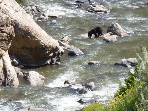 Creek, bear, rocks