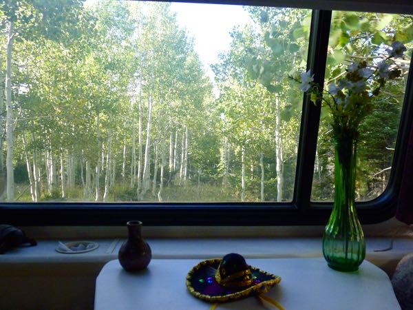 Trees, window
