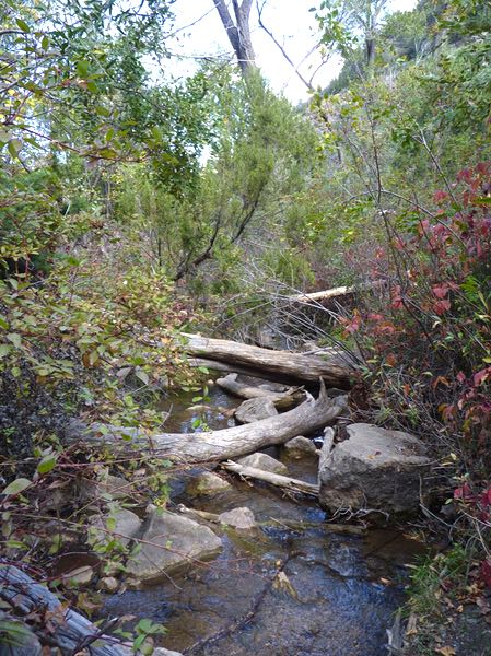 Creek, logs, rocks, trees