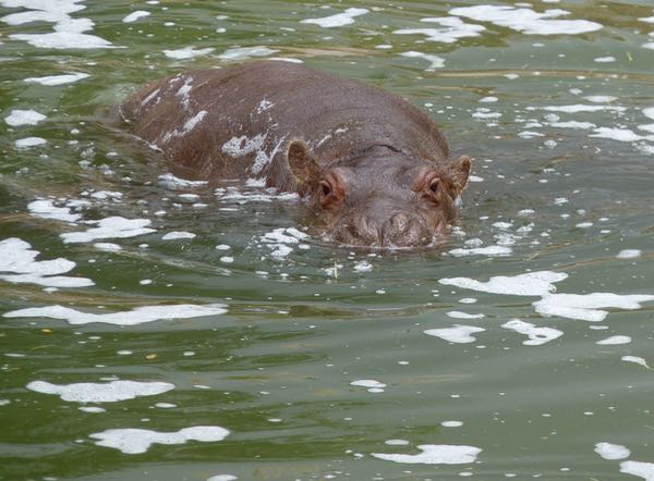 Hippo, water
