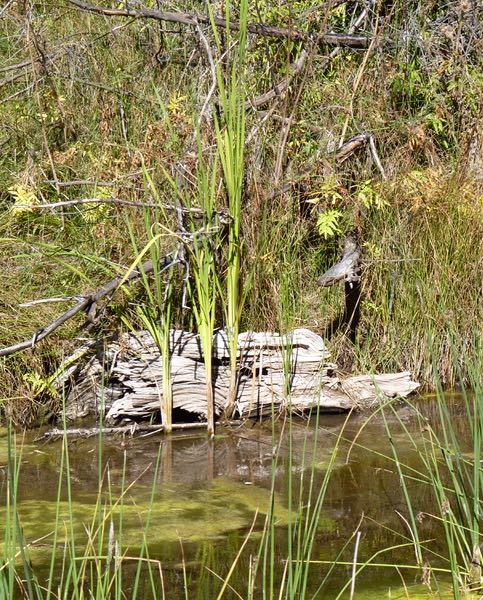 Reeds, log, water