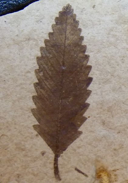 Leaf Fossil