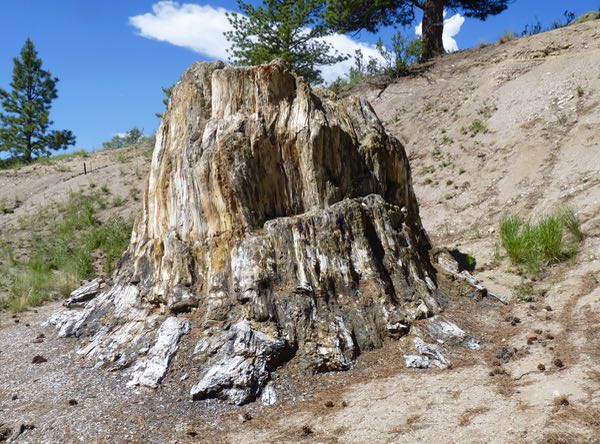 Fossilized Redwood Tree