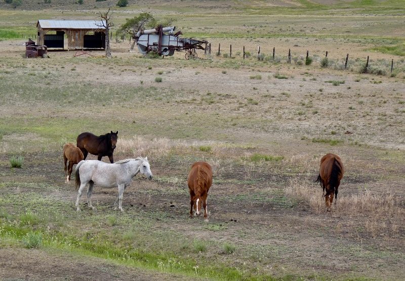 Horses in New Mexico