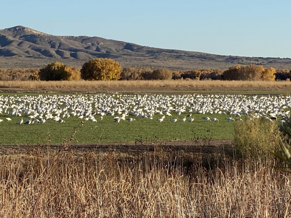 Bosque Del Apache Nwr Plein Air Journey